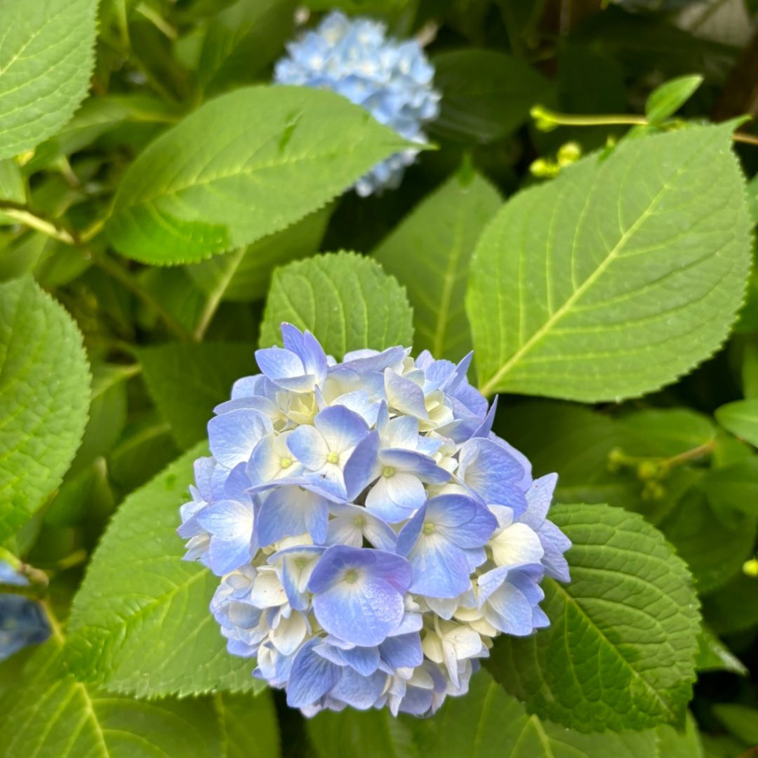 2025年向島くん紫陽花②