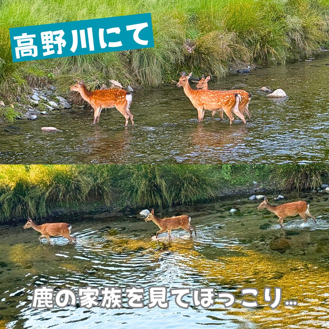高野川 (1)